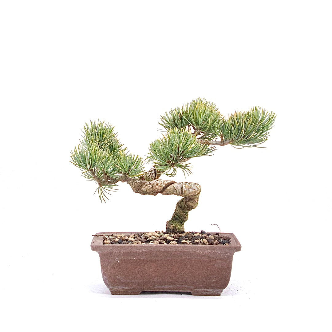 Mädchenkiefer 'Pinus parviflora'